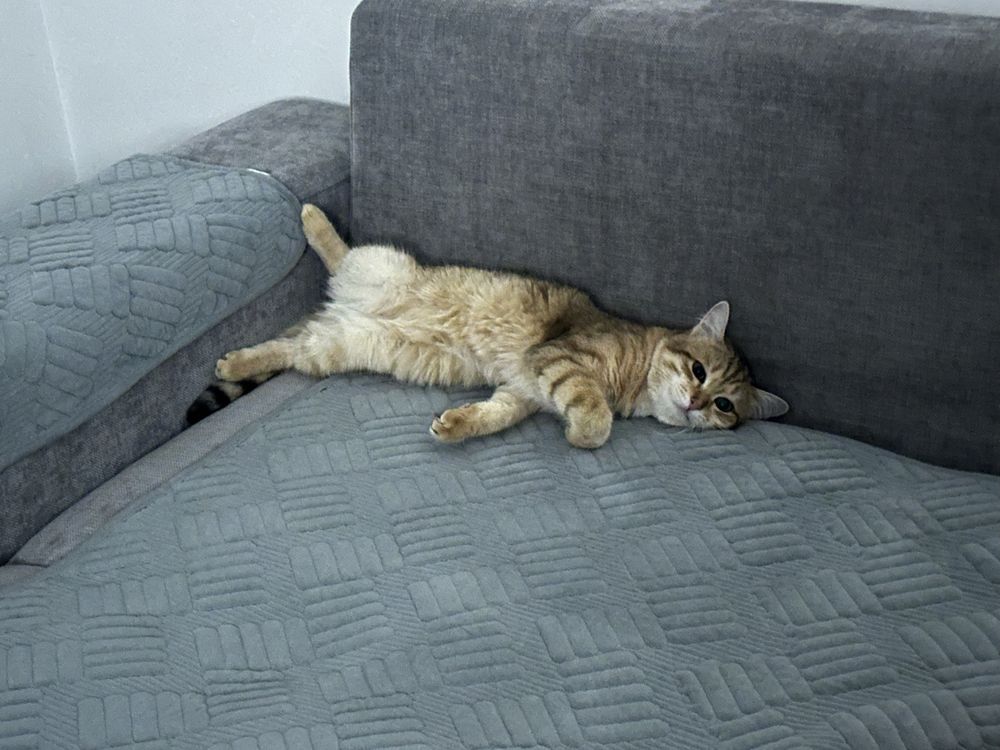Кот в добрые руки