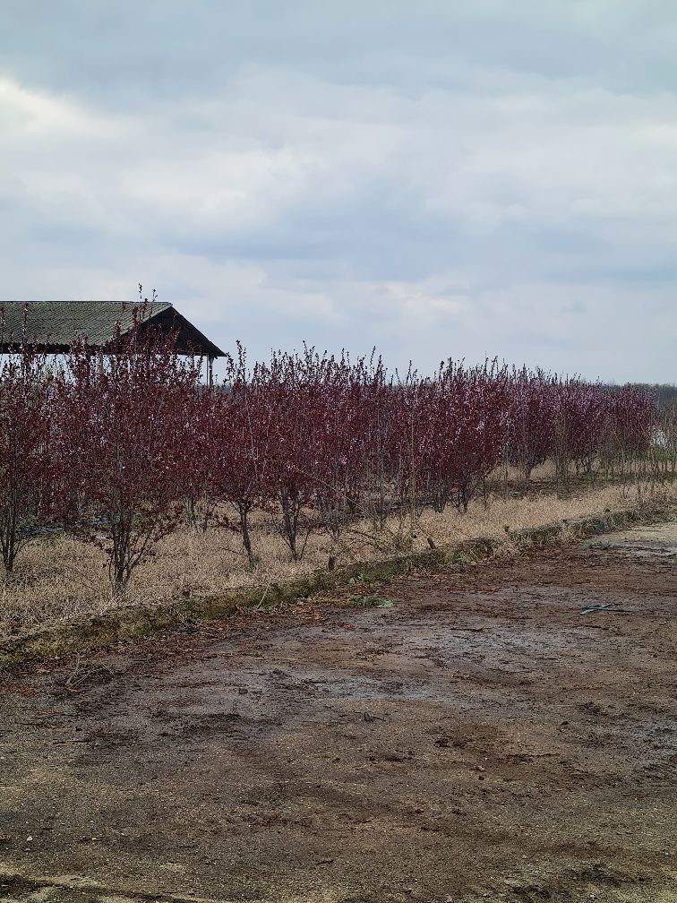 Copaci ornamentali