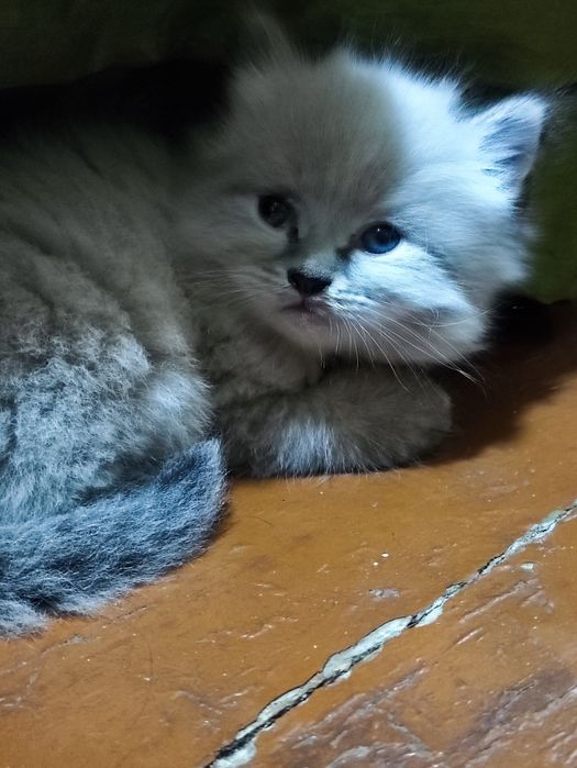 Отдам месячного котенка в добрые руки