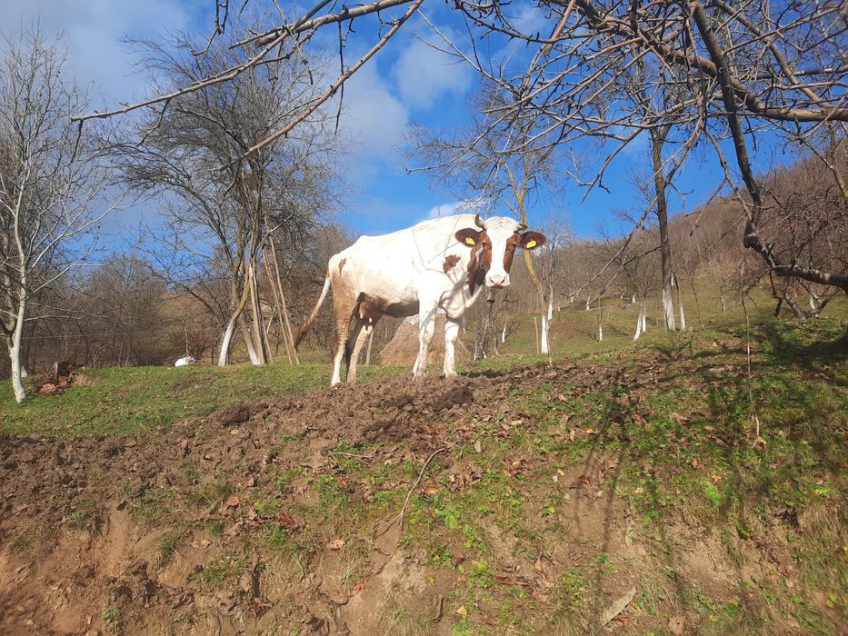 Vând vaca de trei ani jumate