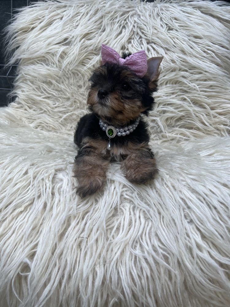 Femela yorkshire terrier