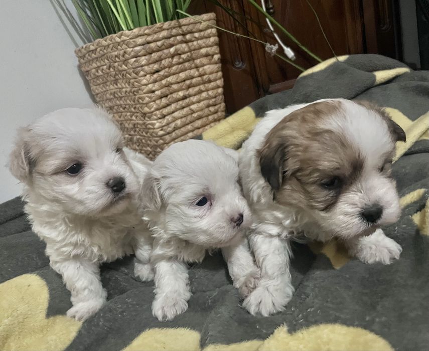 Vand pui de bichon Maltez