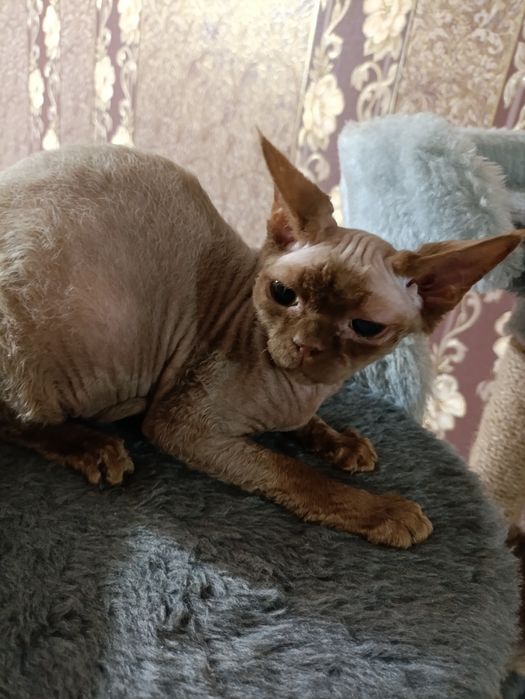 Кошечка эльф цинамон.