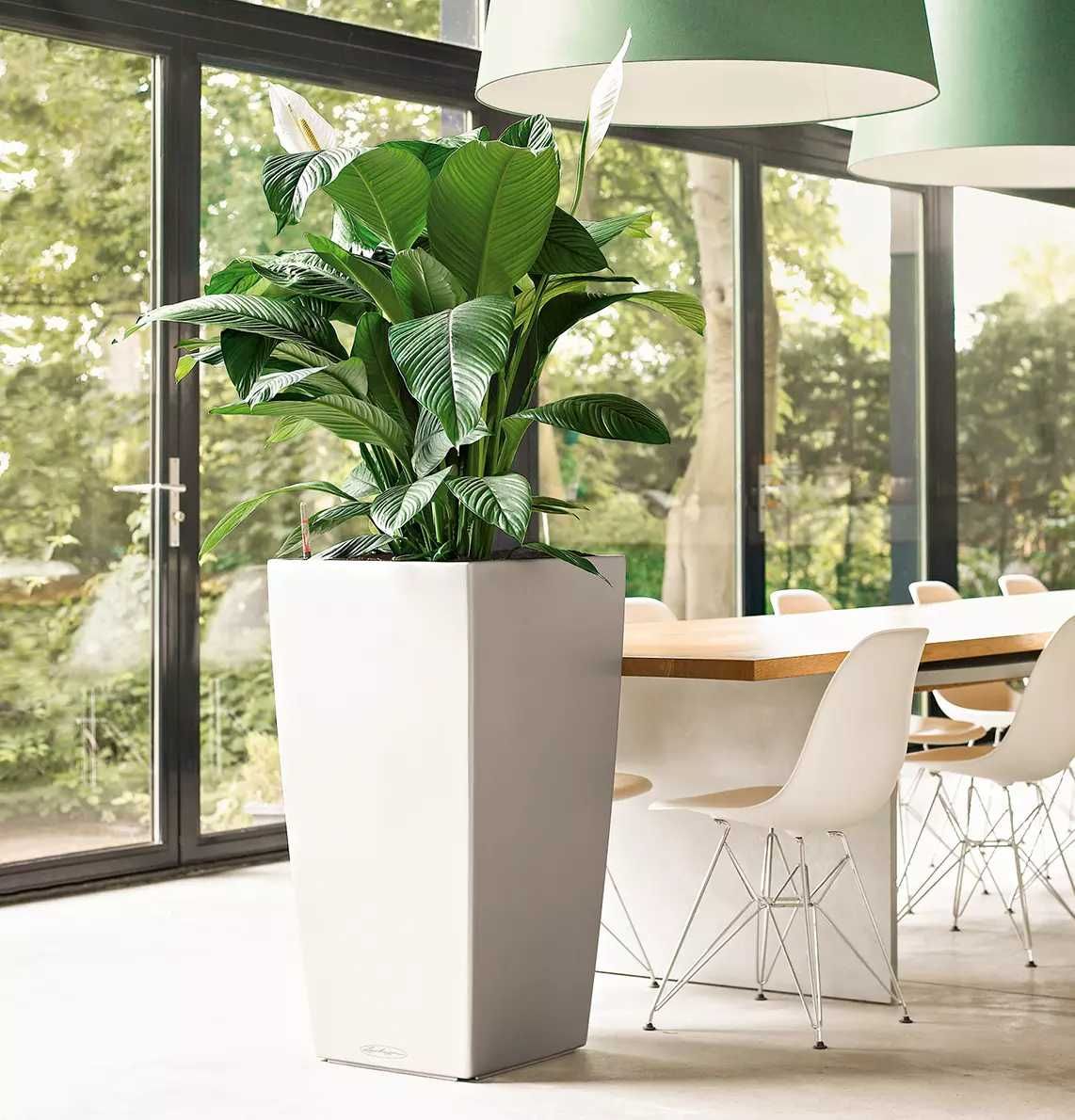 Комнатное растение - (Spathiphyllum ) - Голландский Спатифилум