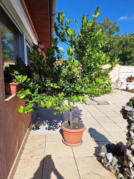 Lămâi frumos conturat