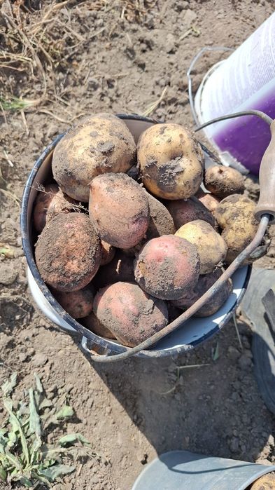 Продам домашнюю картошку