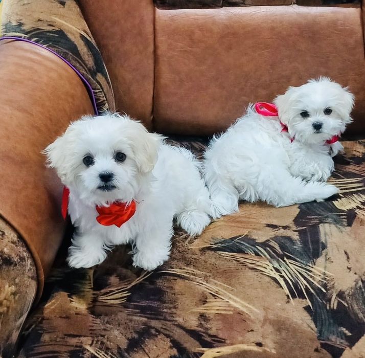 Vand pui de Bison Maltese