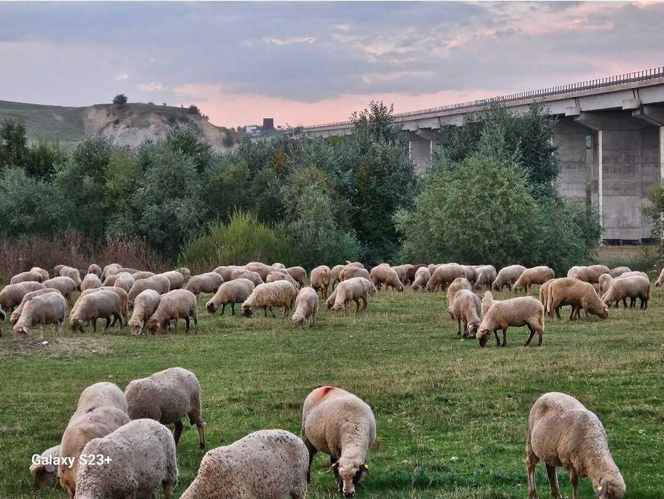 Vand oi țigai rugini(varoșe,birci,tigaie) de ținut