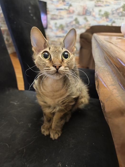 Общительная мадам, стерилизованная, 1год 6мес. любит сидеть на руках