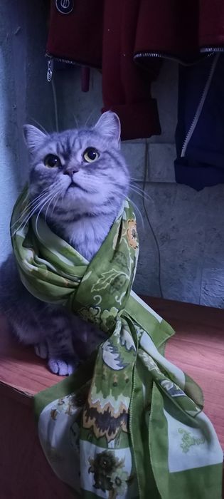 Стерилизованная шотландка Марго ищет хозяина