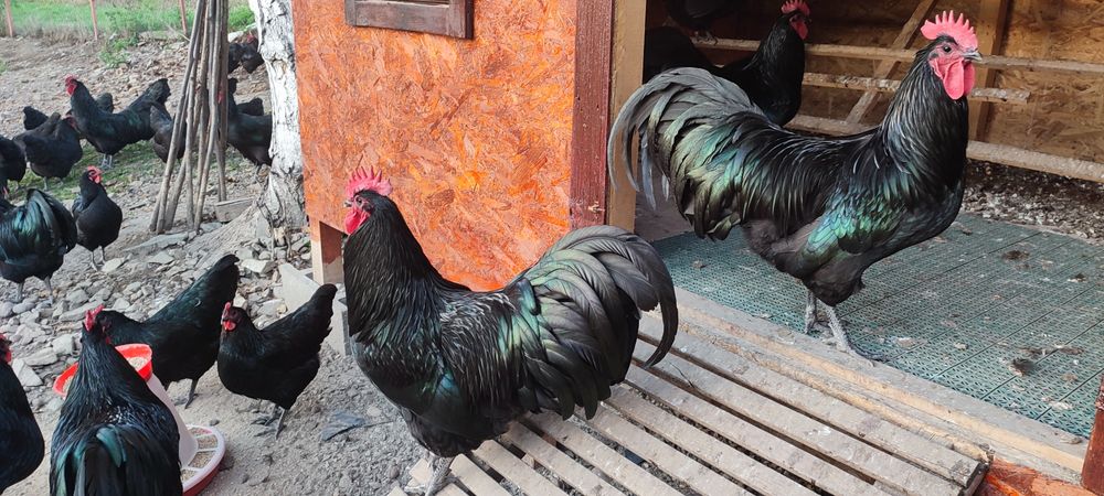 Ouă pentru incubat Australorp negru