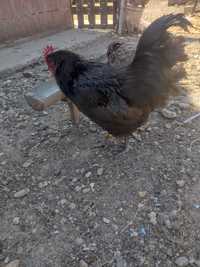 Cocos australorp negru 11 luni jumate