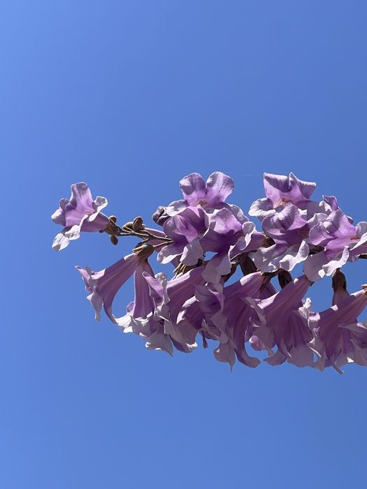 Paulownia Premium Butasi si Pomi Ramificati