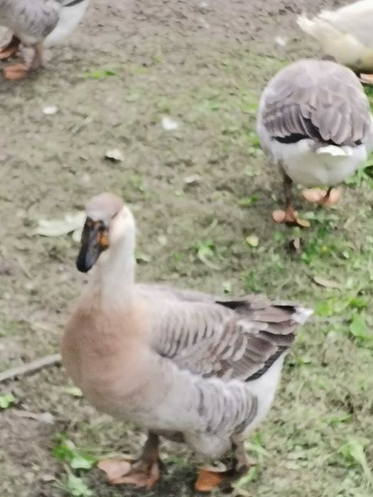 Gâște americane și 9 rate