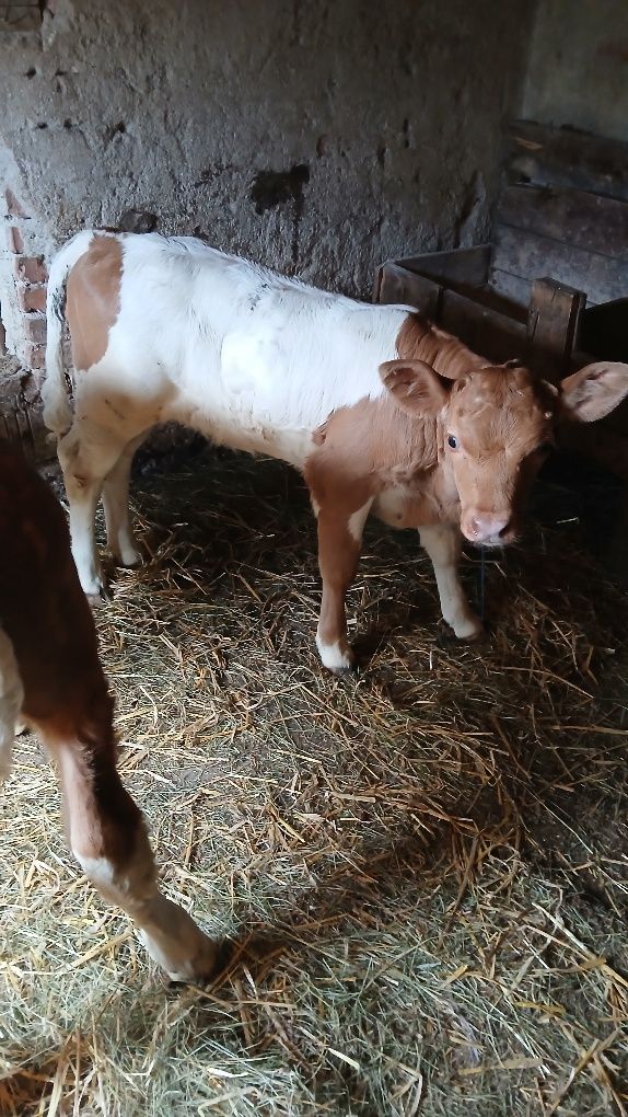 Vând 2 viței bălțați