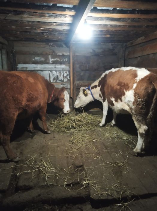 Продам дойную корову!