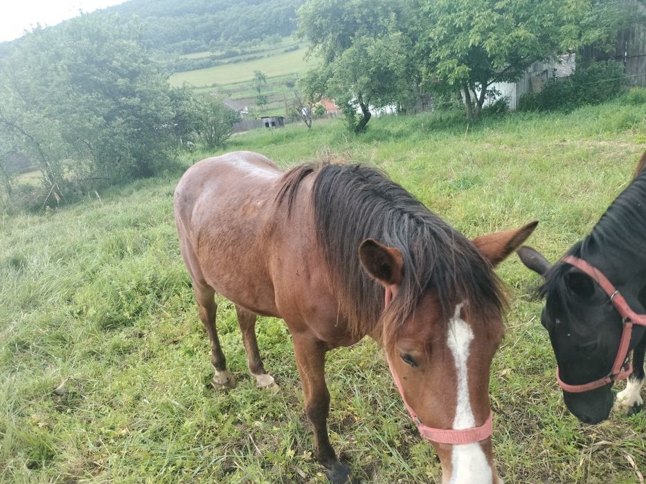 Manza de vânzare