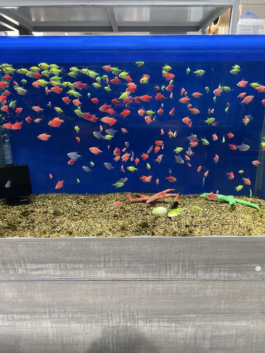 Аквариумные рыбки