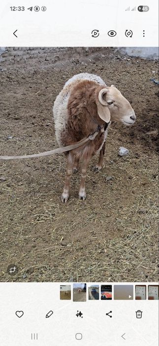 Қўчқор сотилади насл олиш учун