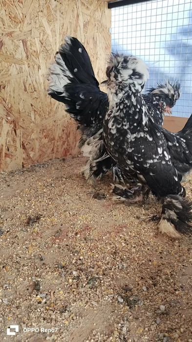 Kares joʻjalar sotiladi