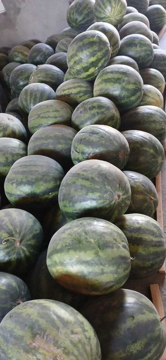 Оптом нархида тарвуз сотилади Optom narxida tarvuz sotiladi