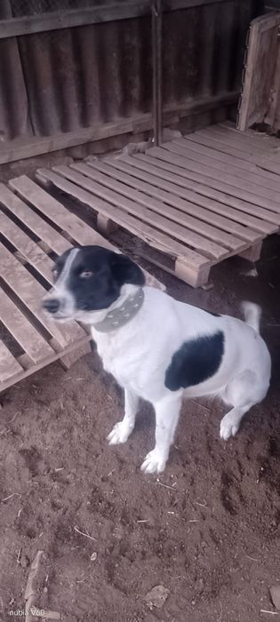 Отдам бесплатно собаку