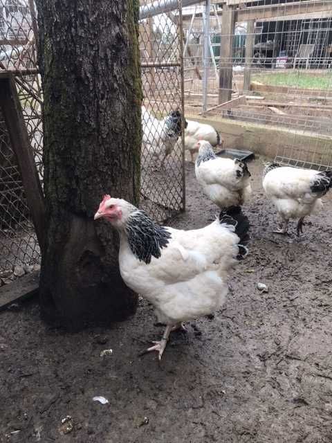Vînd ouă de incubat Sussex herminat 5 lei/bucata