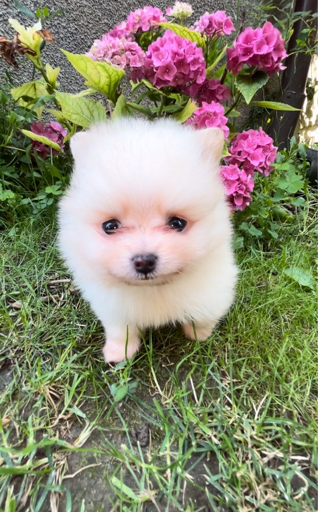 Pomeranian mascul, alb, talie mica