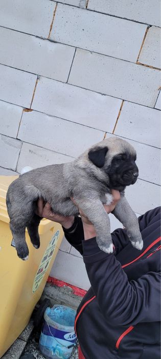 Căței kangal malakli