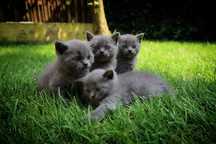 Pufoșenii British-Shorthair Blue