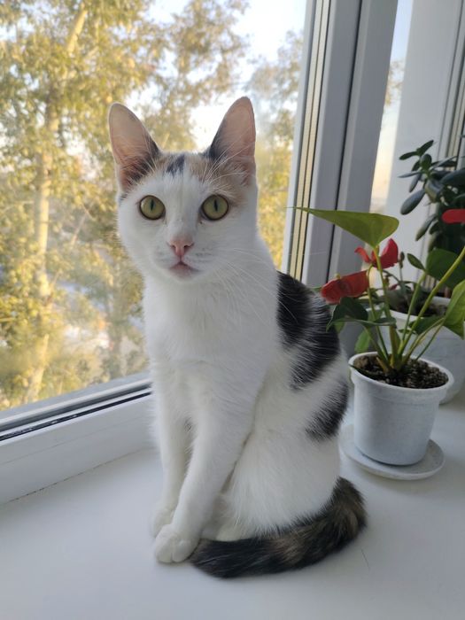 Пристраивается кошечка