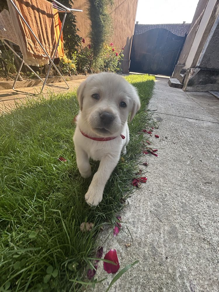 Labrador retriever alb