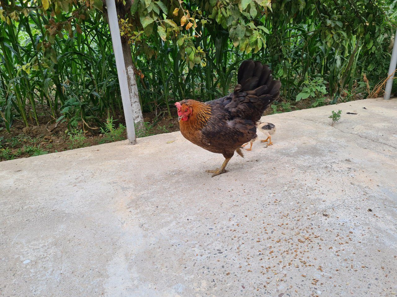 Xoʻroz tovuq va qoʻy xona sotiladi