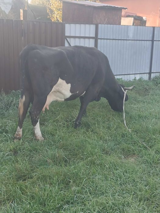 Vaca de vanzare gestanta