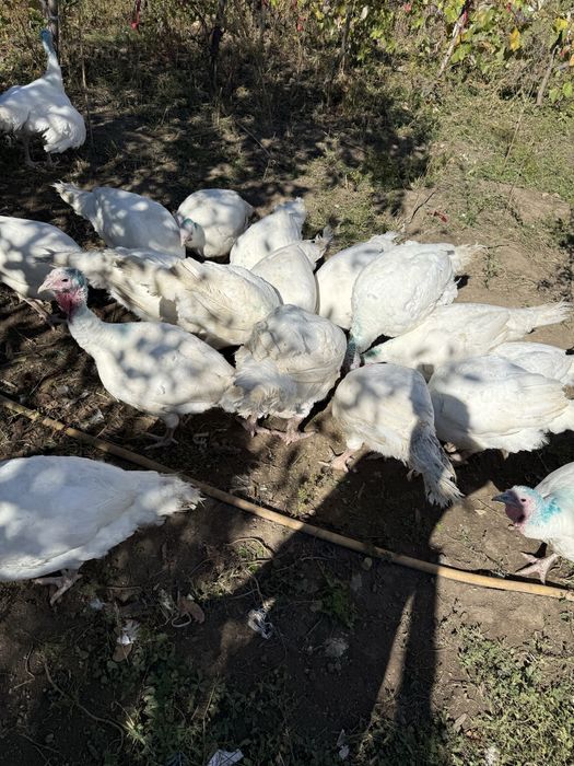 Curcani albi de carne