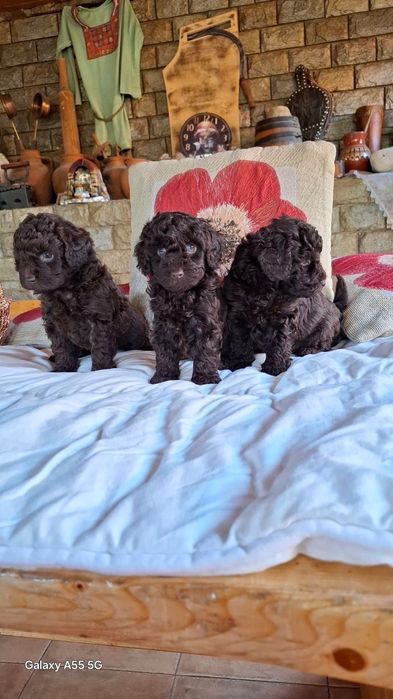 Той Пудел тъмен шоколад