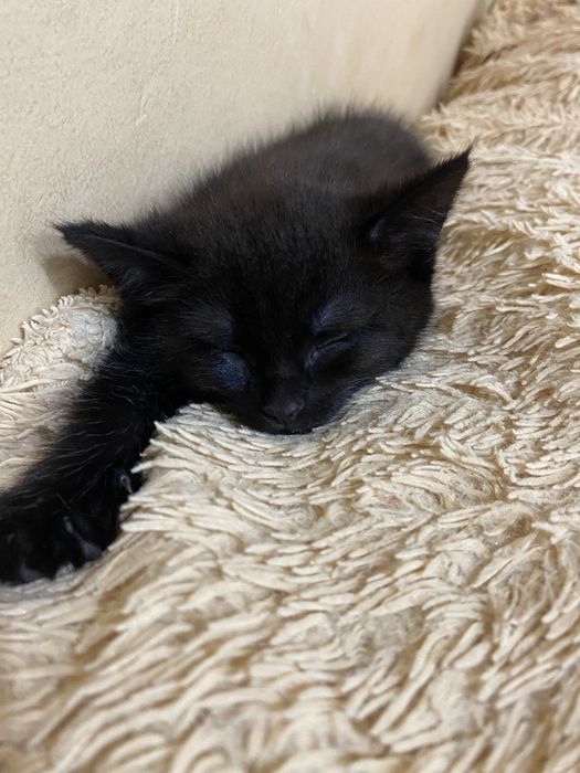 Отдам котят ! Кошка британка!