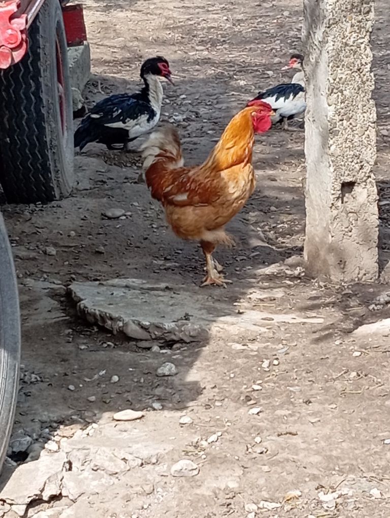 Cucoș de casa  crescut de mine ..îl dau pentrucă am alți pui in loc