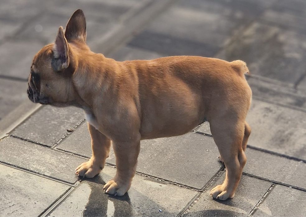 Bulldog francez femela