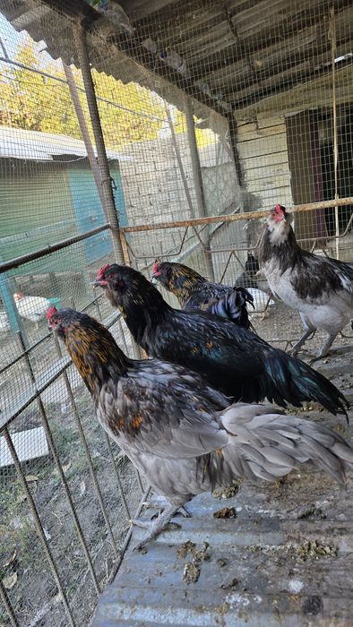 Петухи породы Амераукана, 6 месяцев