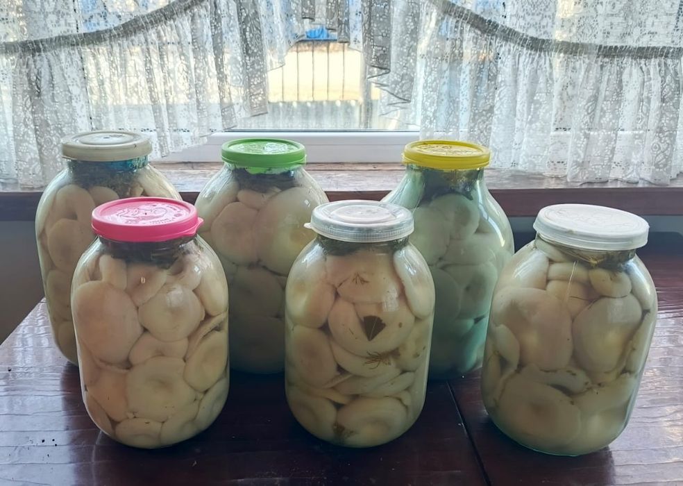 Продам грибы грузди