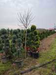 Plante ornamentale diferite soiuri