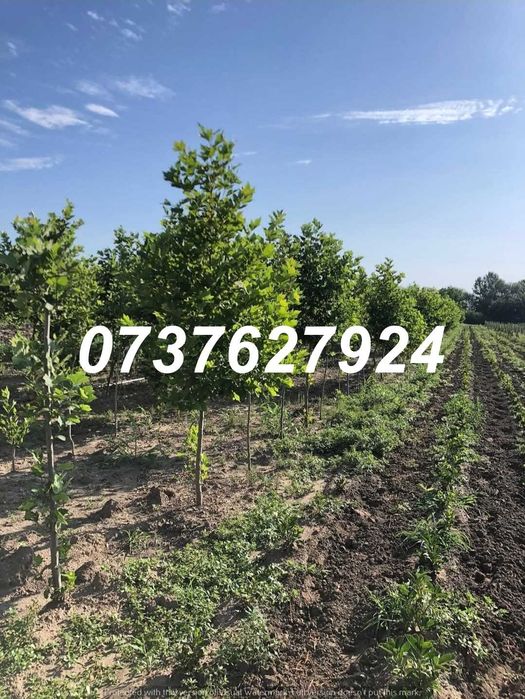 Carpen, Mesteacăn, Arțar | Rezistenți la Climă | Scoatere la Comandă