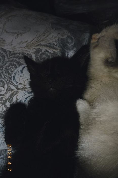 Отдам бесплатно кошек