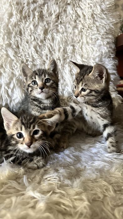 Бенгальские котята