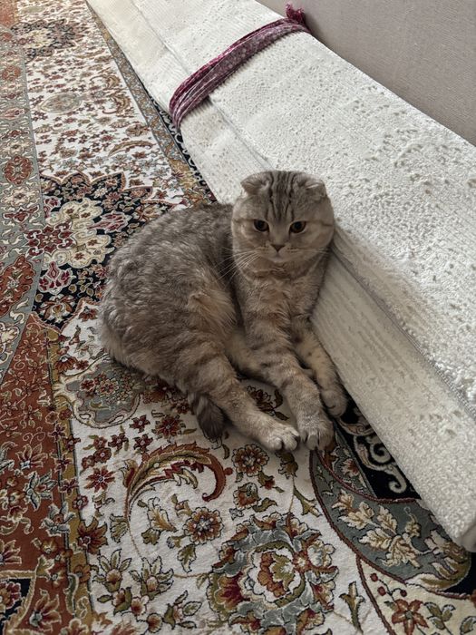 Кот вислоухий британский