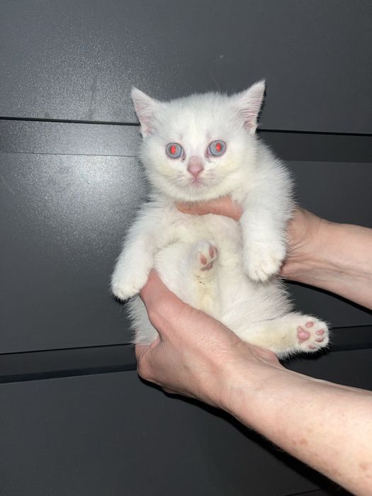 Продаются  котята породы шотландская вислоухая