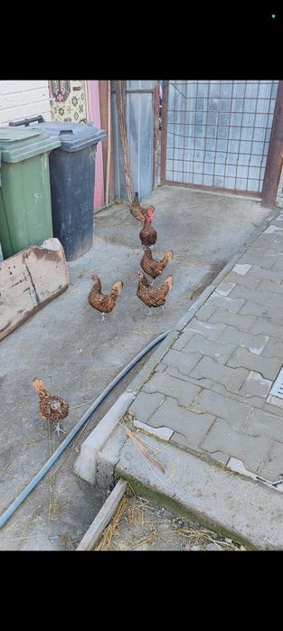 Vând rasa de găini sebright 4+1
