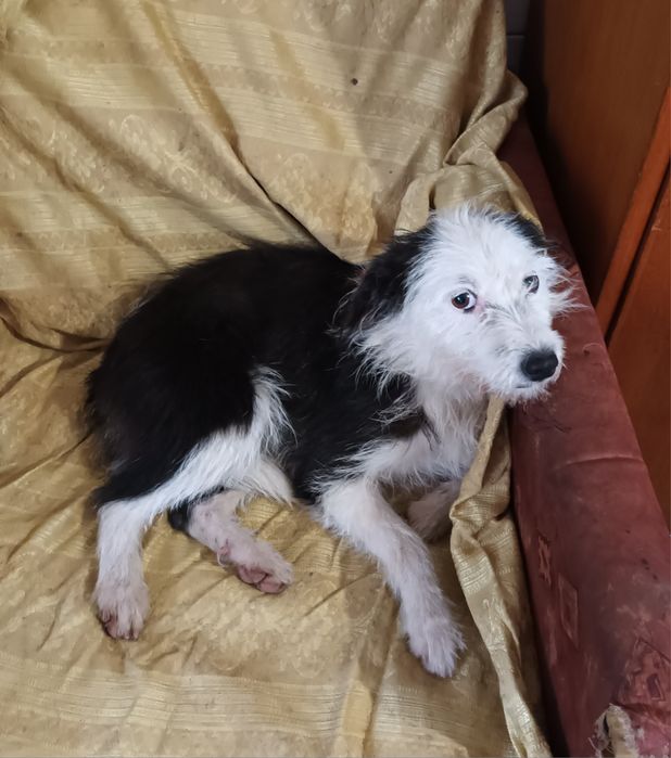 Подарява се малко кученце