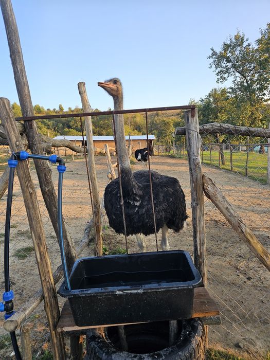 Vând struți de 1 an